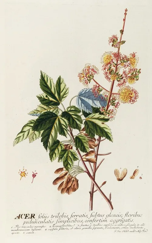 Acer Ii Wall Art by Georg Dionysius Ehret - High-Resolution Digital Print