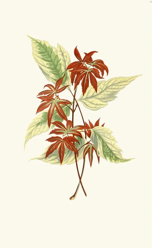 Acer Negundo Wall Art by Edward Joseph Lowe - High-Resolution Digital Print