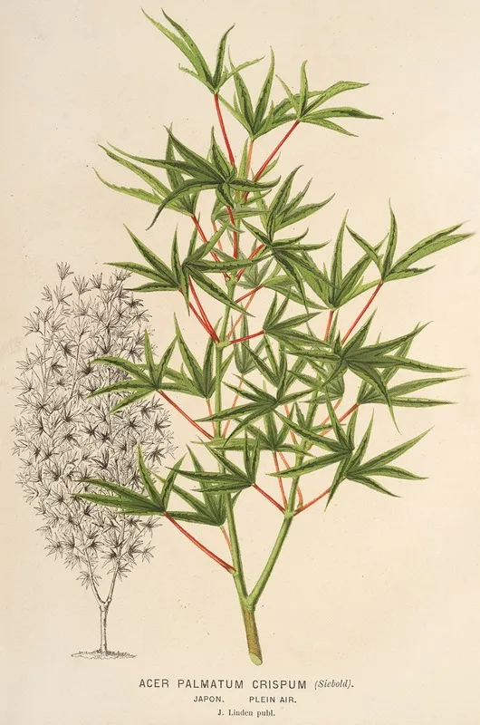 Acer Palmatum Crispum Wall Art by Charles Antoine Lemaire - High-Resolution Digital Print