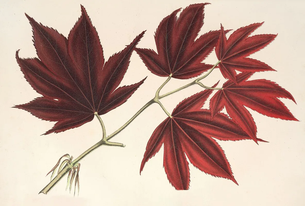 Acer Polymorphum Palmatum Sanguineum Wall Art by Charles Antoine Lemaire - High-Resolution Digital Print