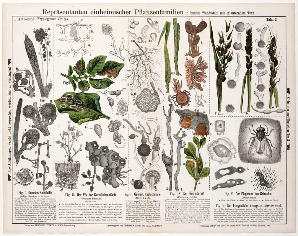 Achlya Lignoica Peronspora Infestans Mucor Mucedo Puccinia Graminis Ustilago Carbo Empusa Muscae Wall Art by Hermann Zippel - High-Resolution Digital Print