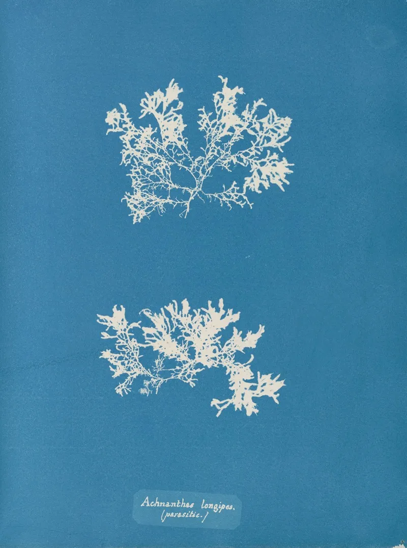 Achnanthes Longipes Parasitic Wall Art by Anna Atkins - High-Resolution Digital Print