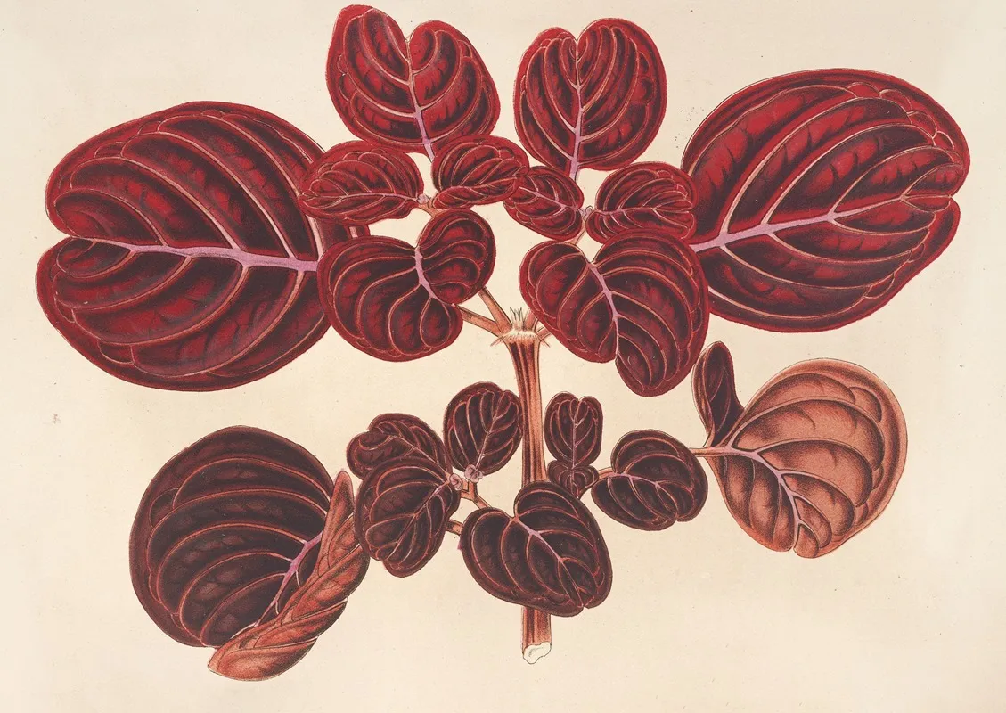 Achyranthes Verschaffeltii 2 Wall Art by Charles Antoine Lemaire - High-Resolution Digital Print