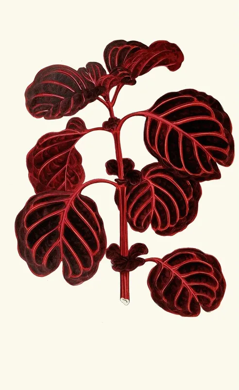 Achyranthes Verschaffeltii Wall Art by Edward Joseph Lowe - High-Resolution Digital Print