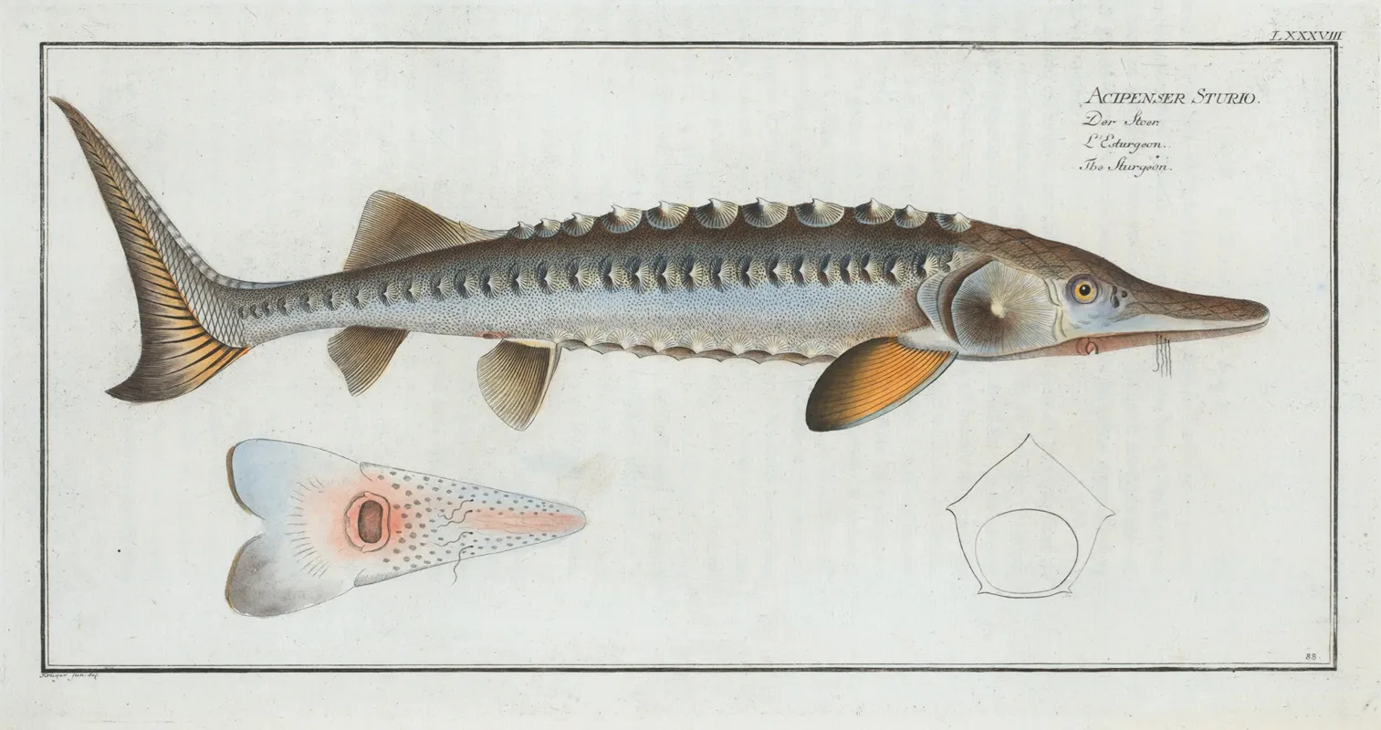 Acipencer Sturio The Sturgeon Wall Art by Marcus Elieser Bloch - High-Resolution Digital Print