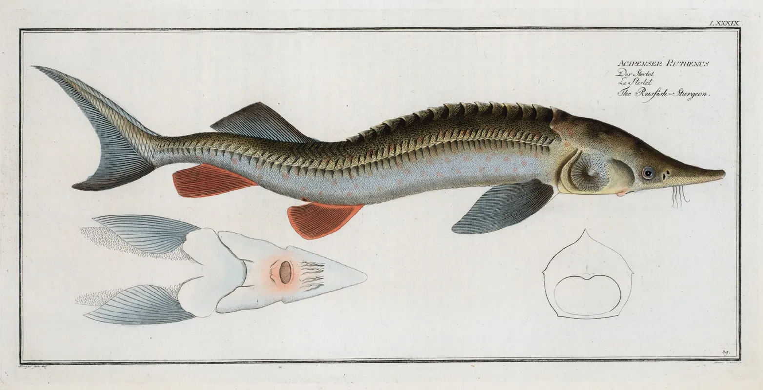 Acipenser Ruthenus The Rusfish Sturgeon Wall Art by Marcus Elieser Bloch - High-Resolution Digital Print