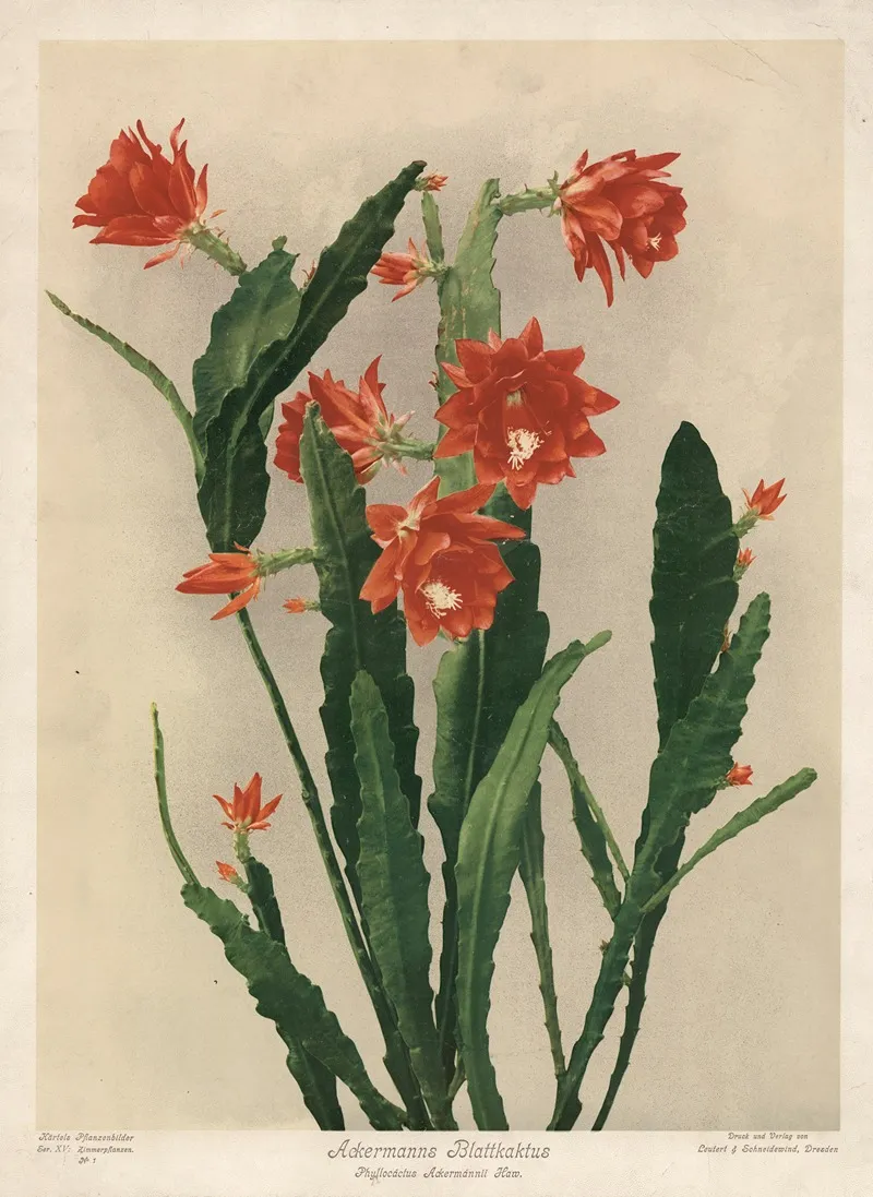 Ackermanns Blattkaktus Phyllocactus Ackermannii Haw Wall Art by Leutert &amp; Schneidewind - High-Resolution Digital Print