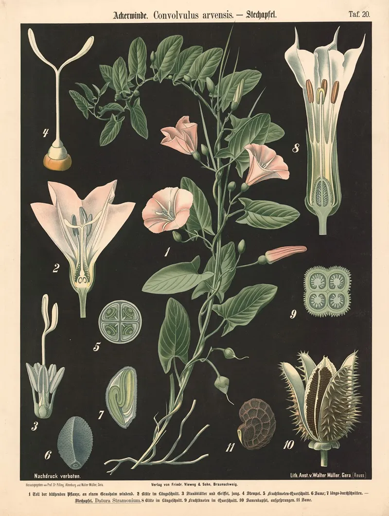 Ackerwinde Convolvulus Arvensis