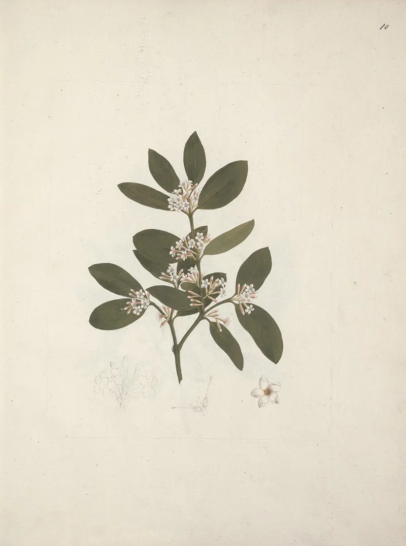 Acokanthera Schimperi Dc Schweinfurth