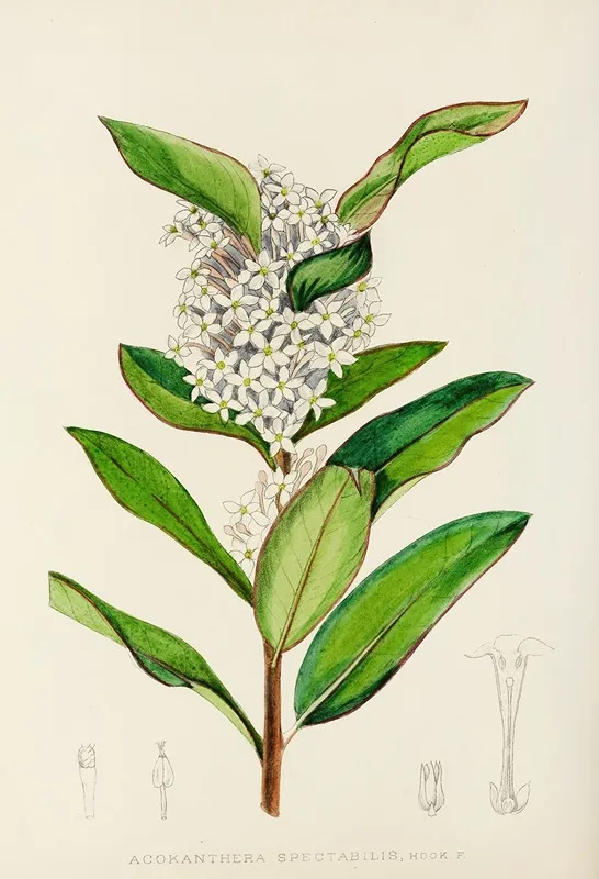 Acokanthera Spectabilis Wall Art by Illtyd Buller Pole-Evans - High-Resolution Digital Print