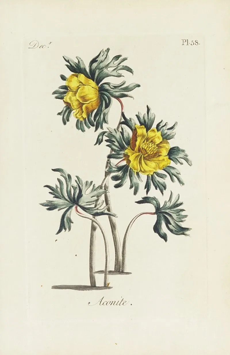 Aconite Wall Art by Carington Bowles - High-Resolution Digital Print