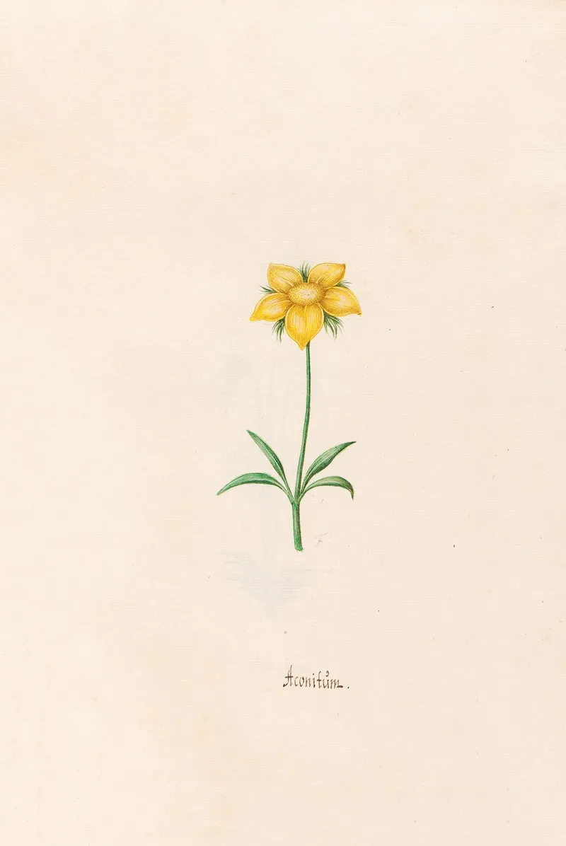 Aconitum 2 Wall Art by Magdelena Rosina Funck - High-Resolution Digital Print
