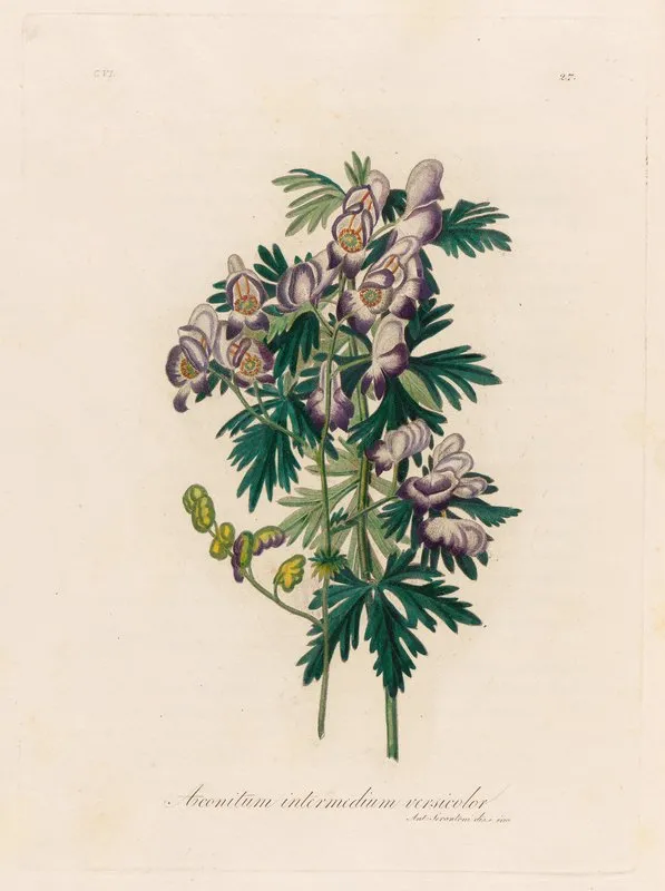 Aconitum Intermedium Versicolor Wall Art by Gaetano Savi - High-Resolution Digital Print