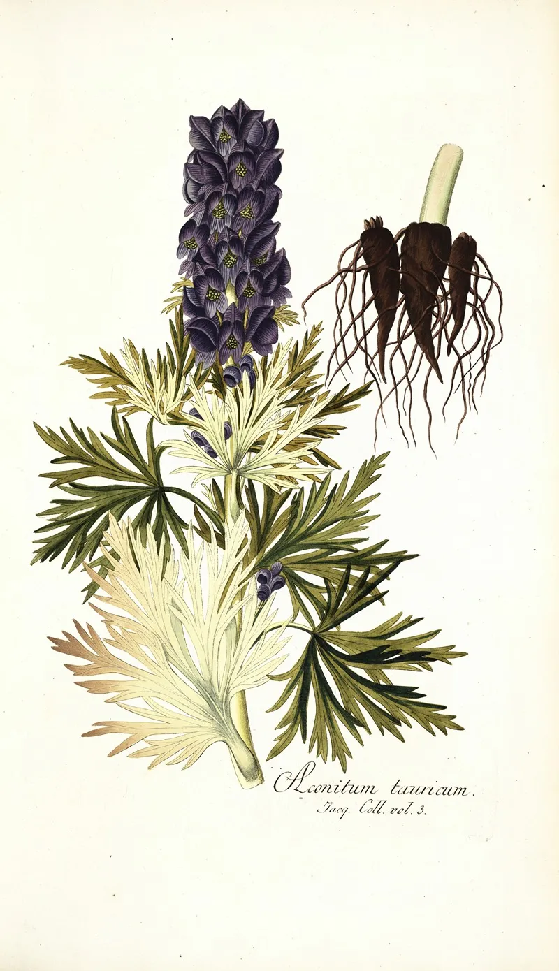 Aconitum Tauricum Wall Art by Nikolaus Joseph Freiherr von Jacquin - High-Resolution Digital Print