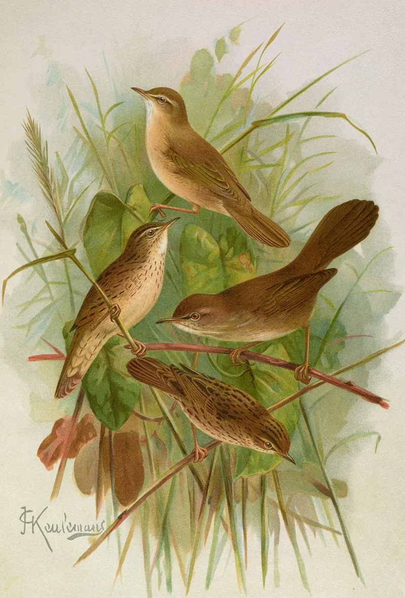 Acrocephalus Agricolus Jardon Cettia Cetti Marm Locustella Lanceolata Temm Wall Art by Johann Friedrich Naumann - High-Resolution Digital Print