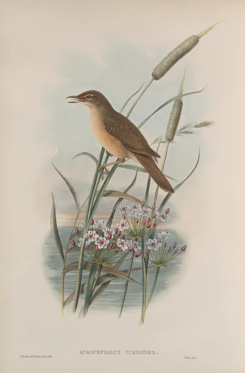 Acrocephalus Turdoides Thrush Warbler Wall Art by John Gould - High-Resolution Digital Print