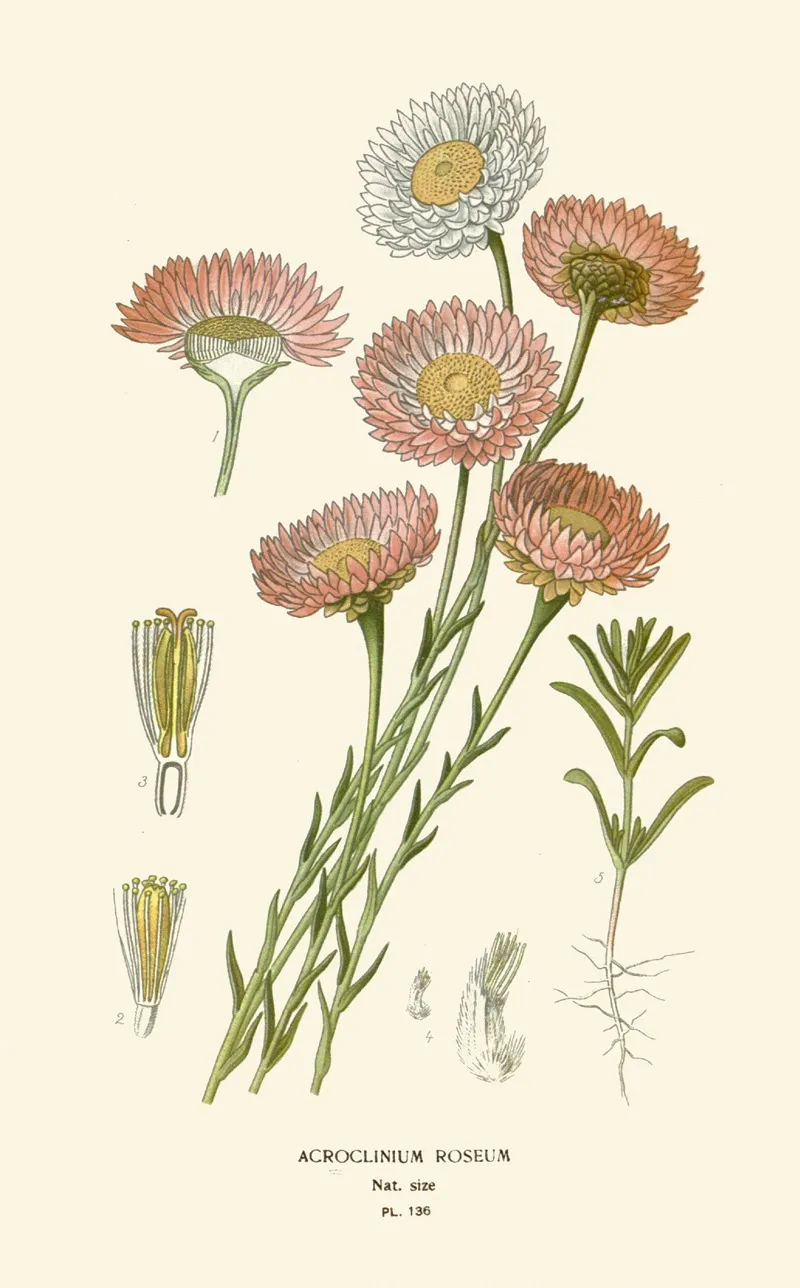 Acroclinium Roseum Wall Art by Edward Step - High-Resolution Digital Print