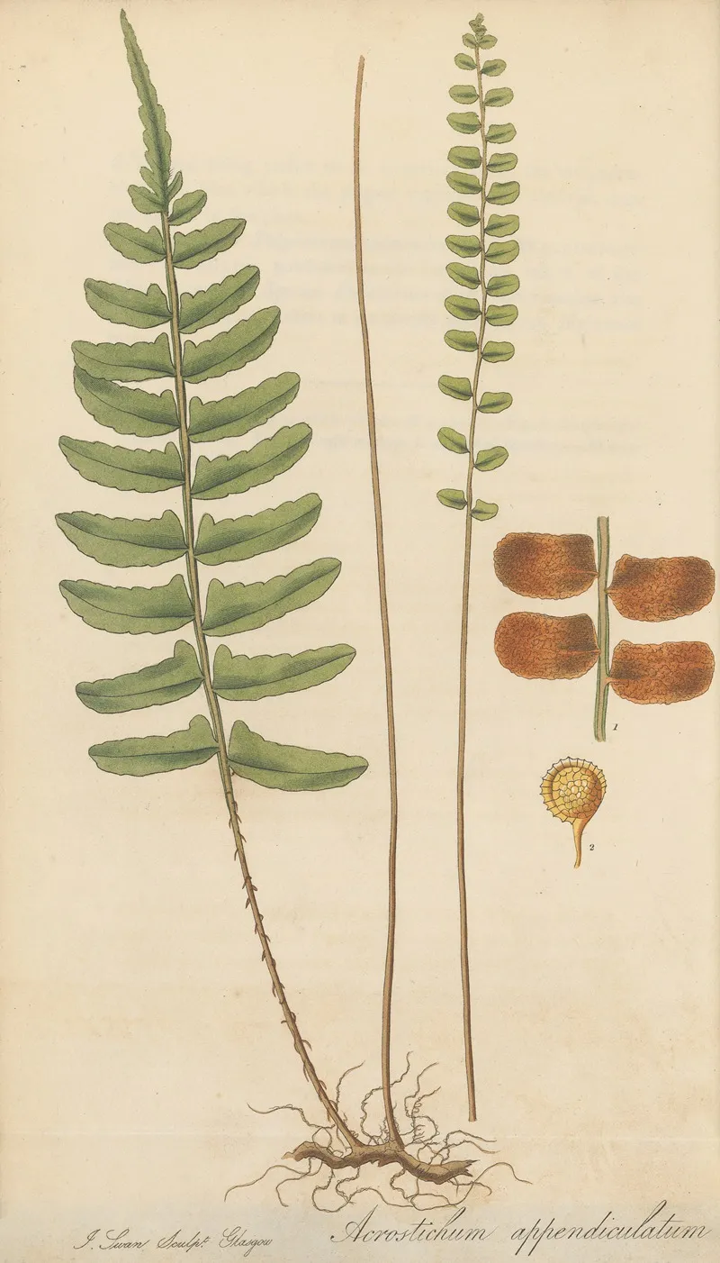 Acrostichum Appendiculatum Wall Art by William Jackson Hooker - High-Resolution Digital Print