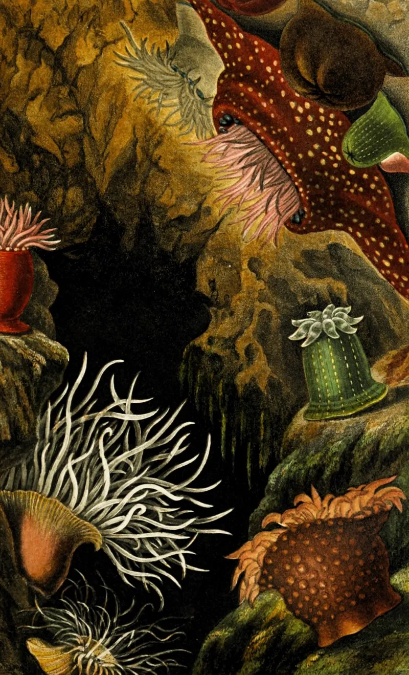 Actinia Mesembryanthemum A Chiococca Sacartia Chrysosplenium Wall Art by Philip Henry Gosse - High-Resolution Digital Print