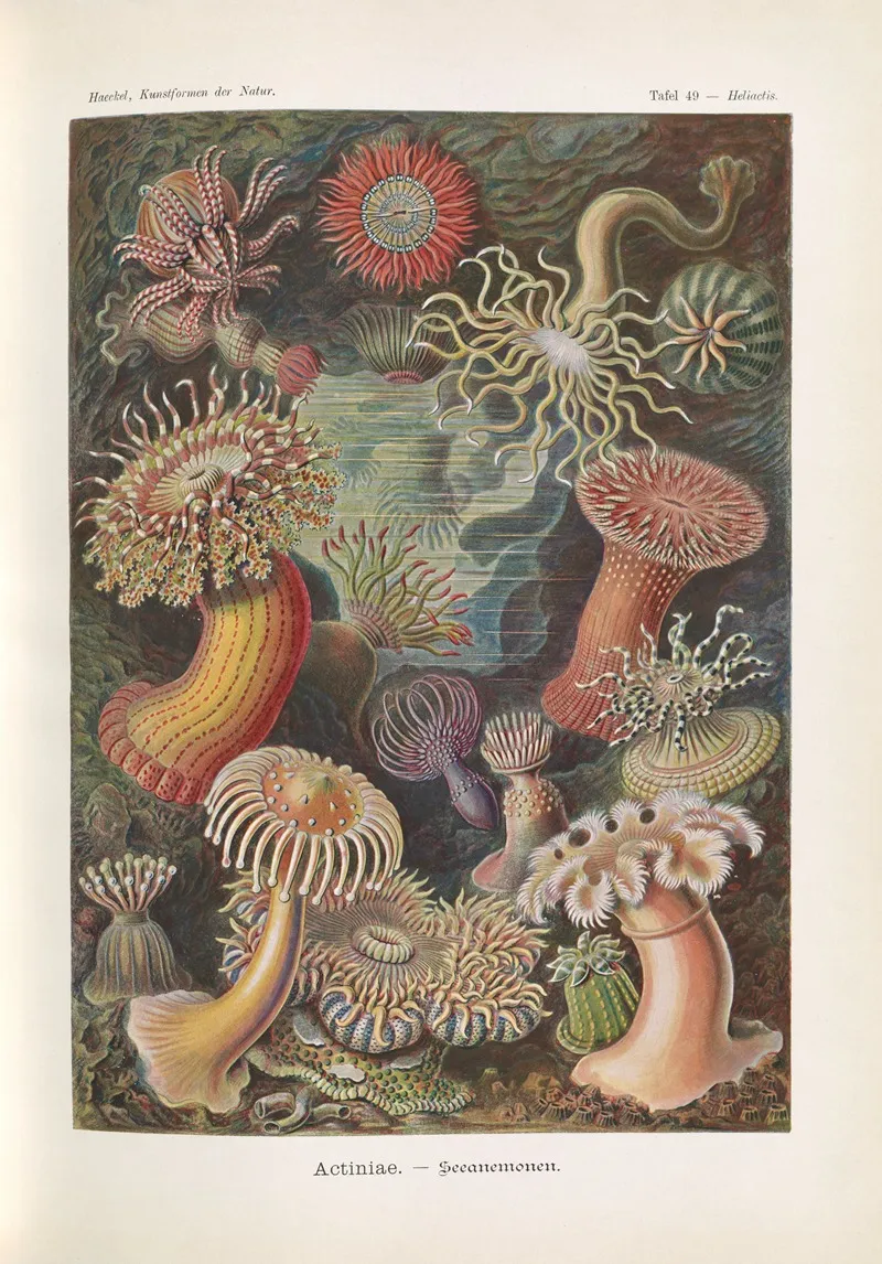 Actiniae Seeanemonen Wall Art by Ernst Haeckel - High-Resolution Digital Print