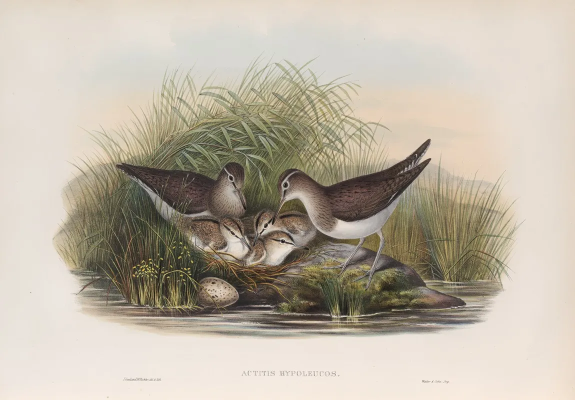 Actitis Hypoleucos Summer Snipe Wall Art by John Gould - High-Resolution Digital Print