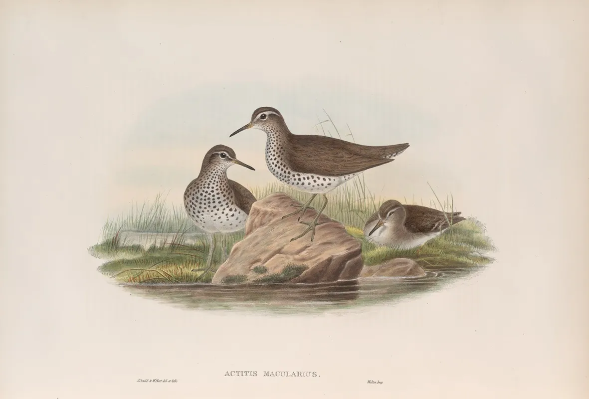 Actitis Macularius Spotted Sandpiper Wall Art by John Gould - High-Resolution Digital Print