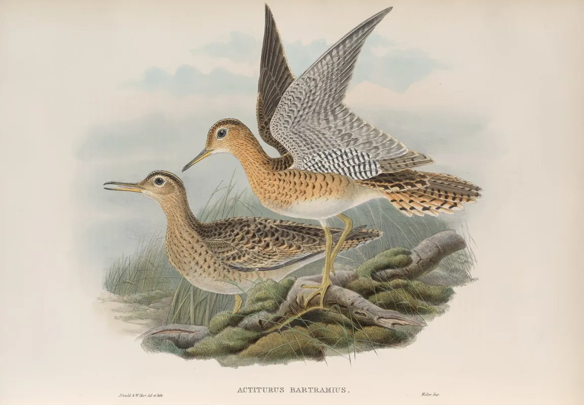 Actiturus Bartramius Bartrams Sandpiper Wall Art by John Gould - High-Resolution Digital Print