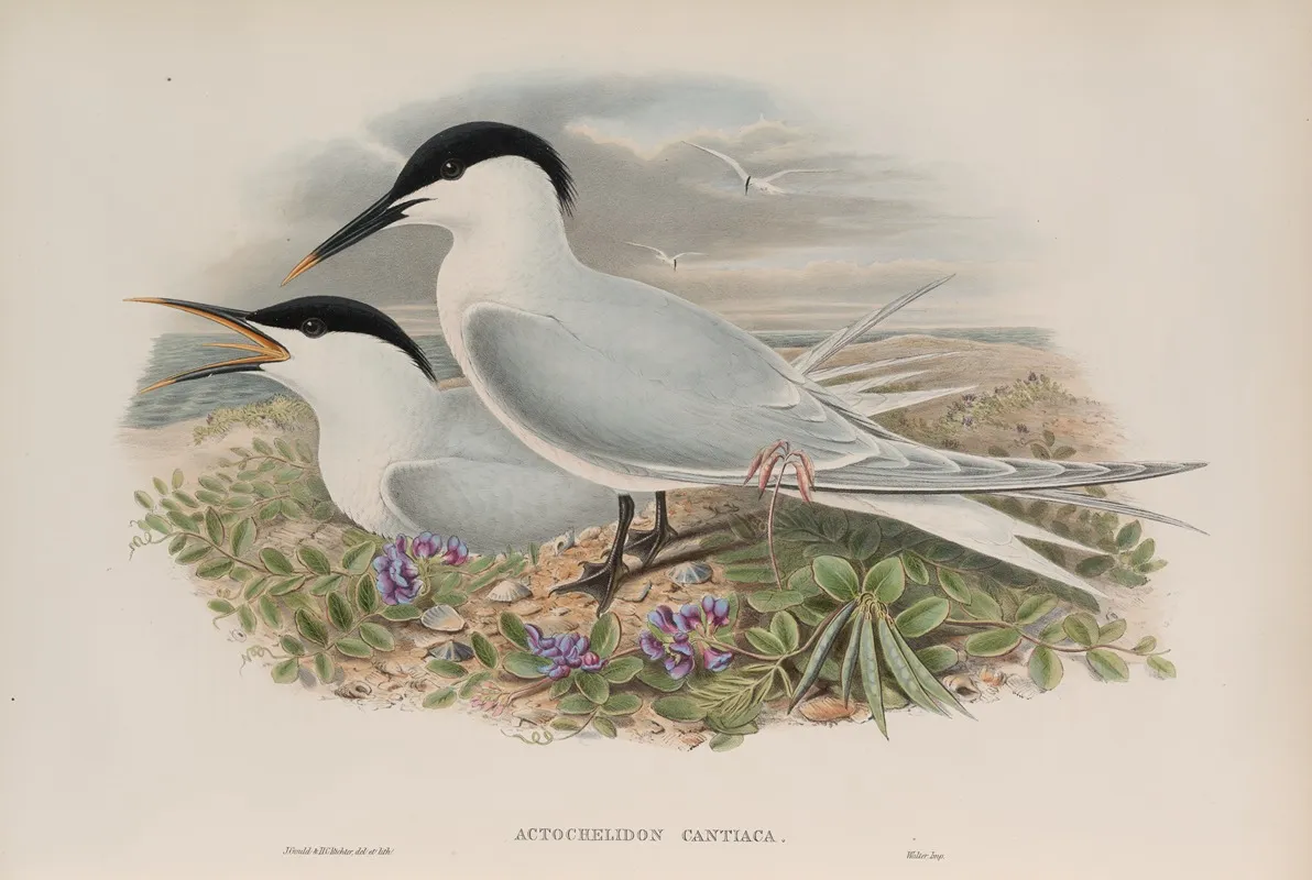 Actochelidon Cantiaca Sandwich Tern Wall Art by John Gould - High-Resolution Digital Print