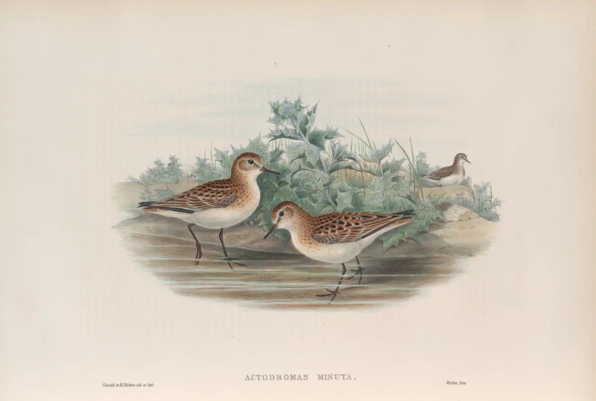Actodromas Minuta Little Stint Wall Art by John Gould - High-Resolution Digital Print