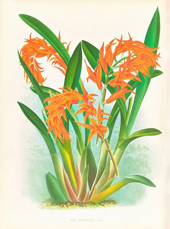 Ada Aurantiaca 2 Wall Art by Jean Jules Linden - High-Resolution Digital Print