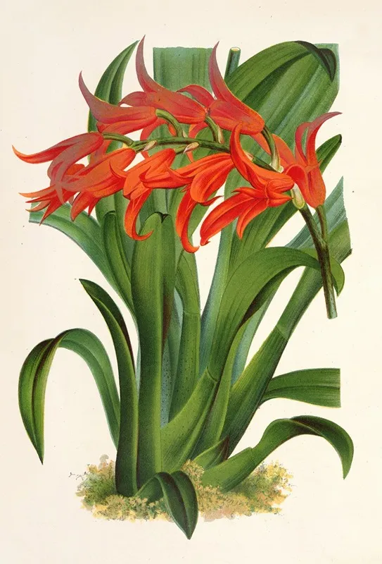 Ada Aurantiaca Wall Art by Charles Antoine Lemaire - High-Resolution Digital Print