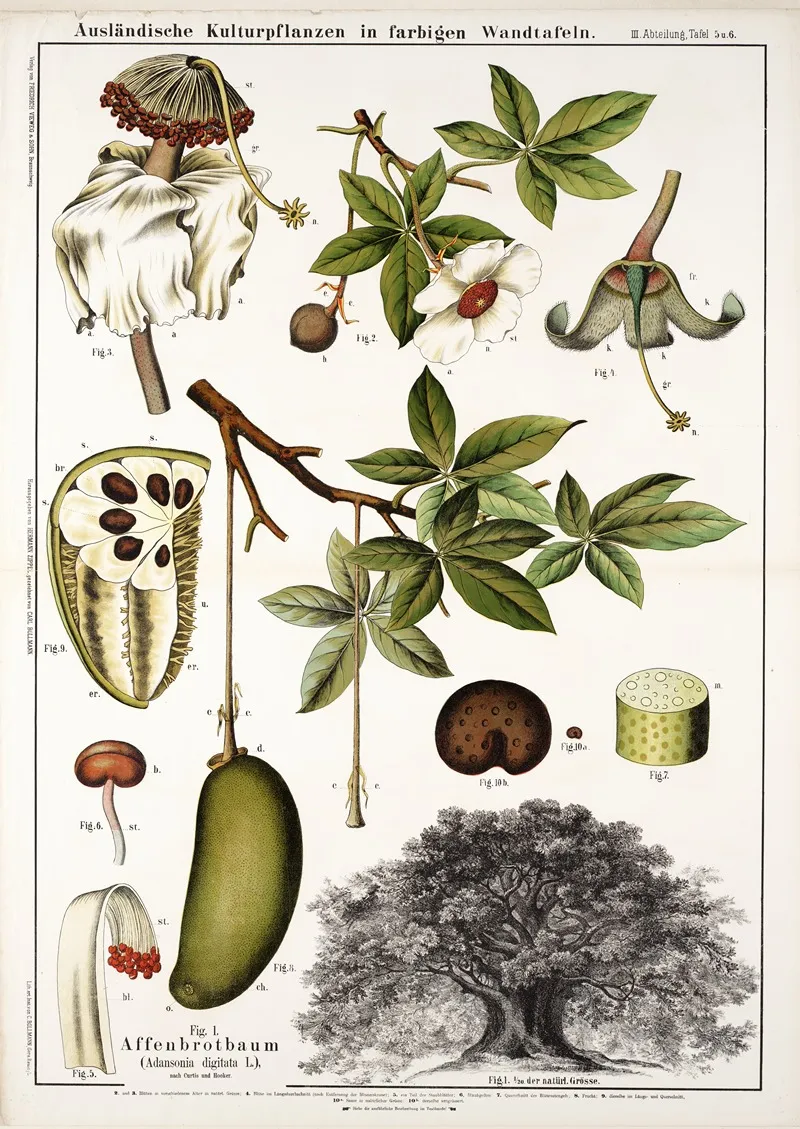 Adansonia Digitata Apebroodboom Wall Art by Hermann Zippel - High-Resolution Digital Print