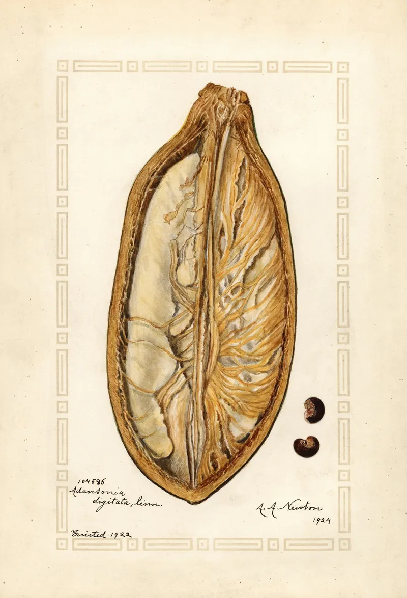 Adansonia Digitata Wall Art by Amanda Almira Newton - High-Resolution Digital Print