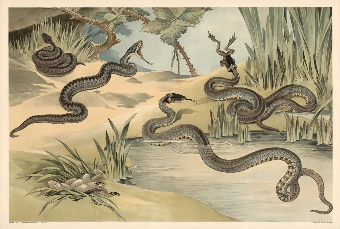Adder And Grass Snake Wall Art by Alfred Fiedler - High-Resolution Digital Print