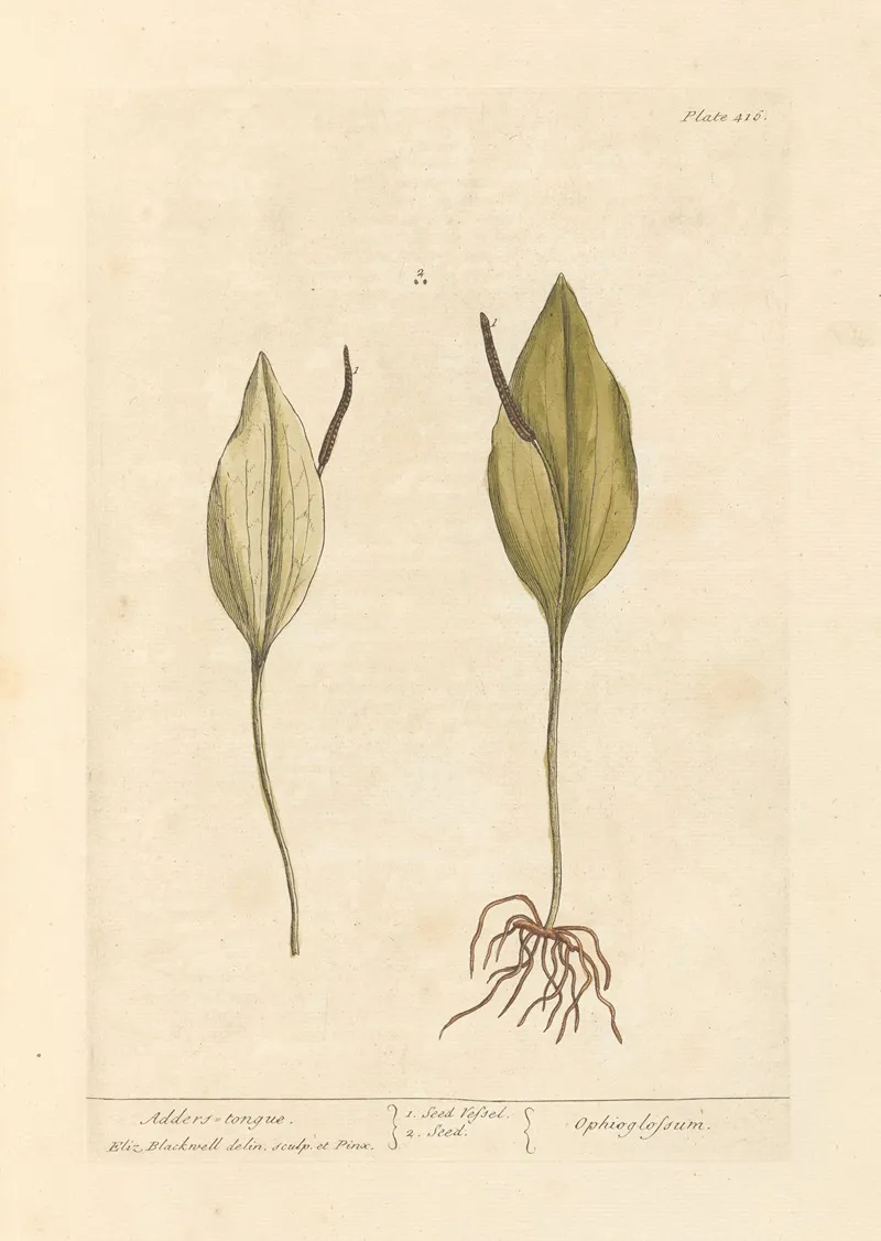 Adders Tongue 2 Wall Art by Elizabeth Blackwell - High-Resolution Digital Print