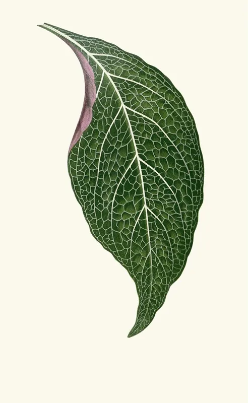 Adelaster Albivenis Wall Art by Edward Joseph Lowe - High-Resolution Digital Print