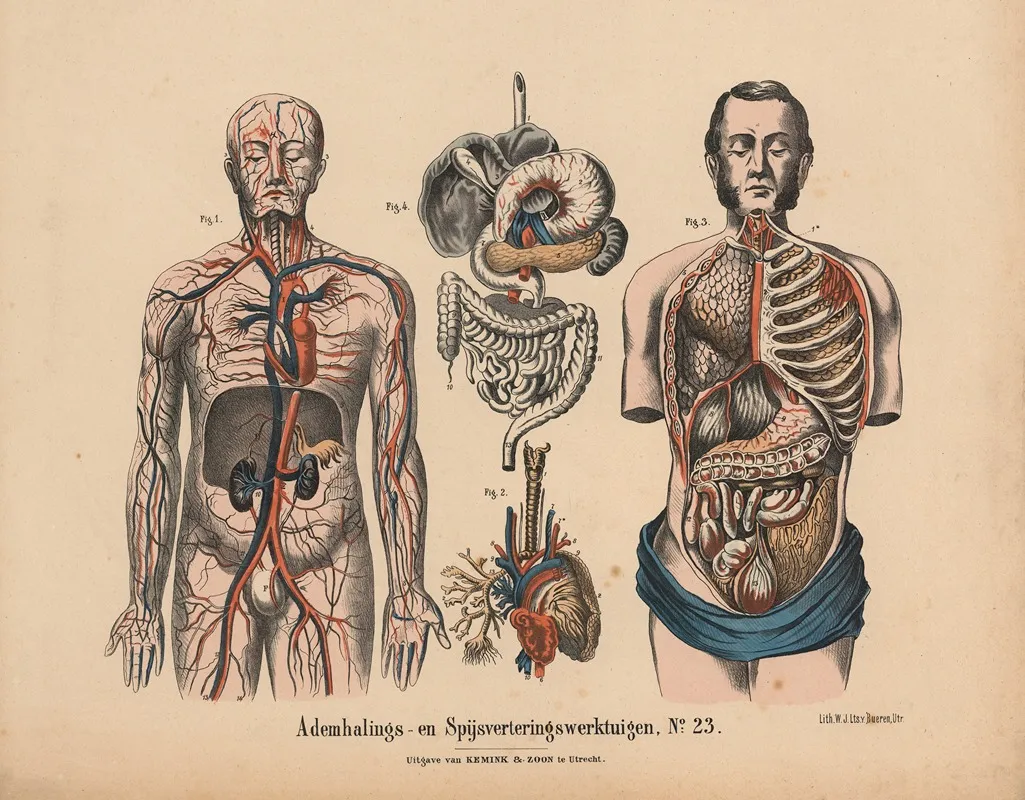 Ademhalings En Spijsverteringswerktuigen No 23 Wall Art by Hendrik Jan van Lummel - High-Resolution Digital Print