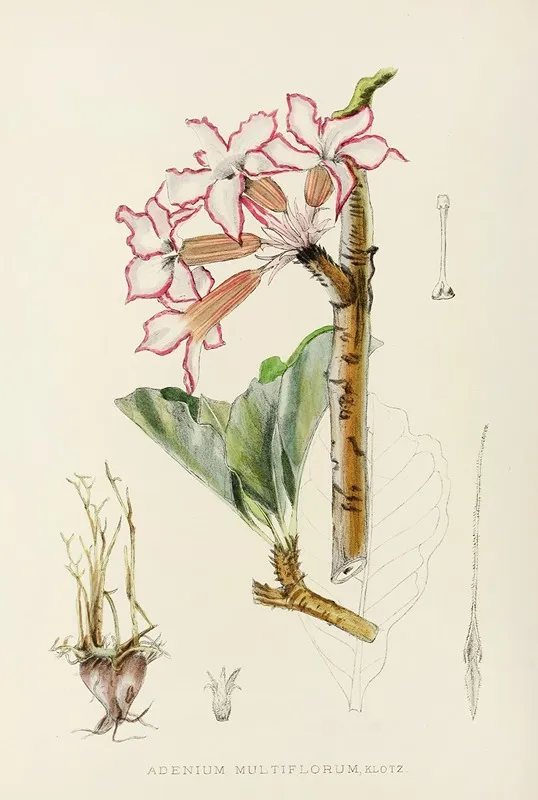 Adenium Multiflorum Wall Art by Illtyd Buller Pole-Evans - High-Resolution Digital Print