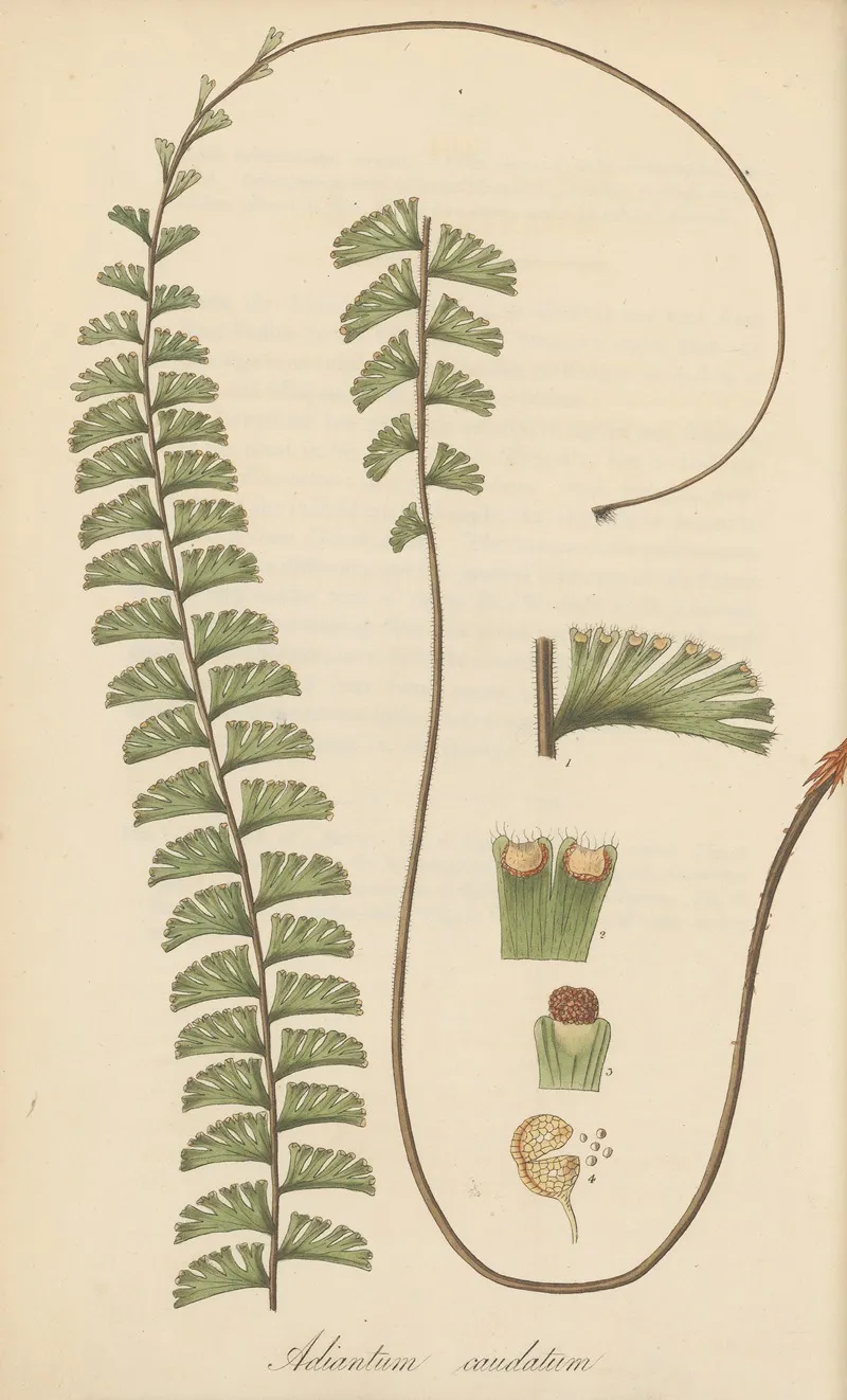 Adiantum Caudatum Wall Art by William Jackson Hooker - High-Resolution Digital Print