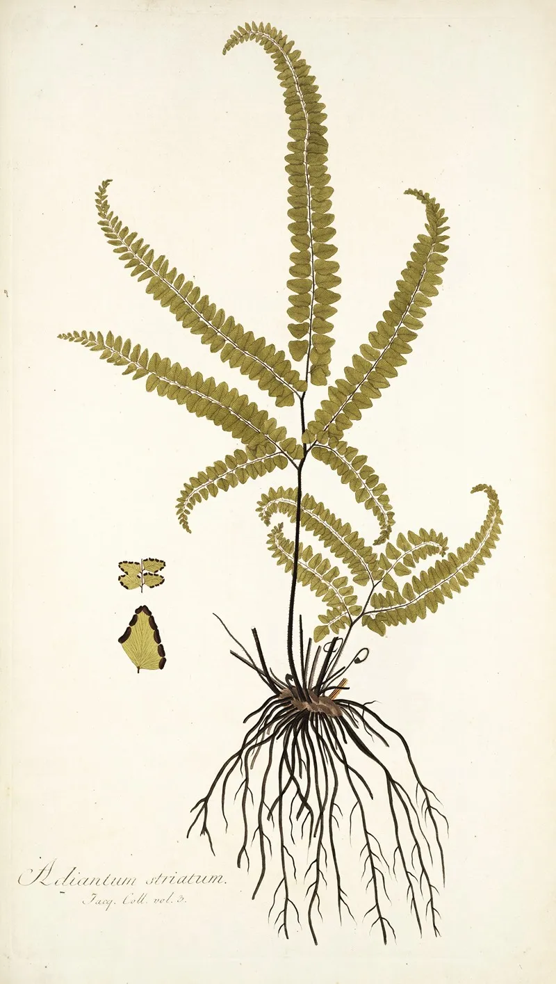 Adiantum Striatum Wall Art by Nikolaus Joseph Freiherr von Jacquin - High-Resolution Digital Print