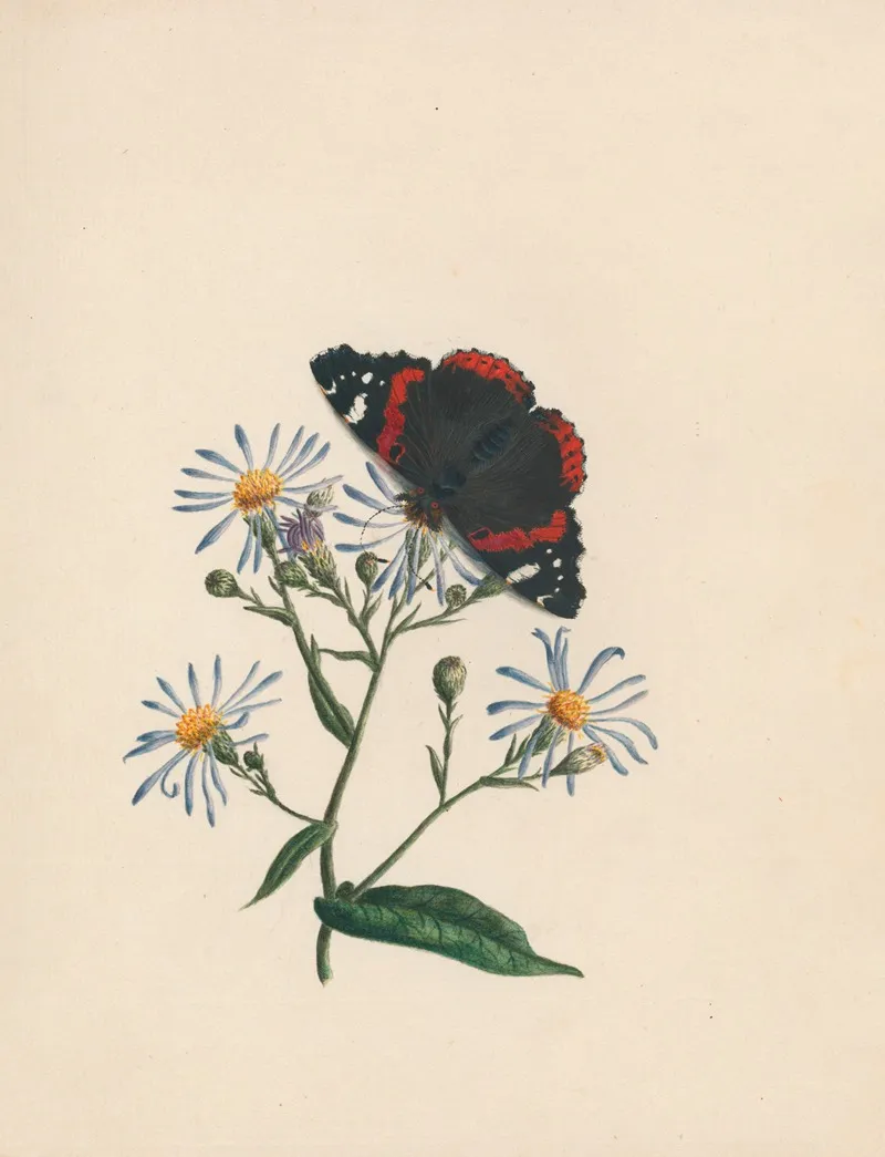Admiral Butterfly Aster Or Michs Michaelmas Daisy Wall Art by R. B. F. - High-Resolution Digital Print