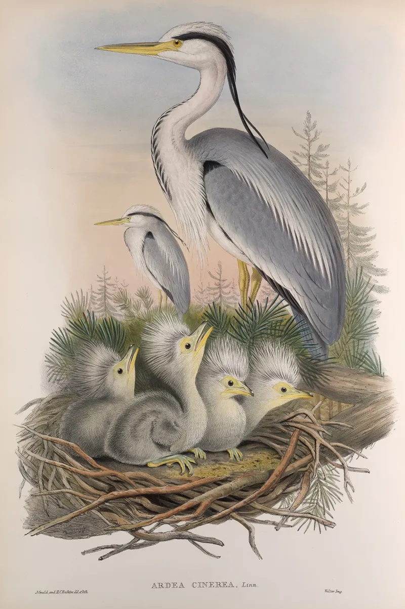 Adrea Cinerea Heron Wall Art by John Gould - High-Resolution Digital Print