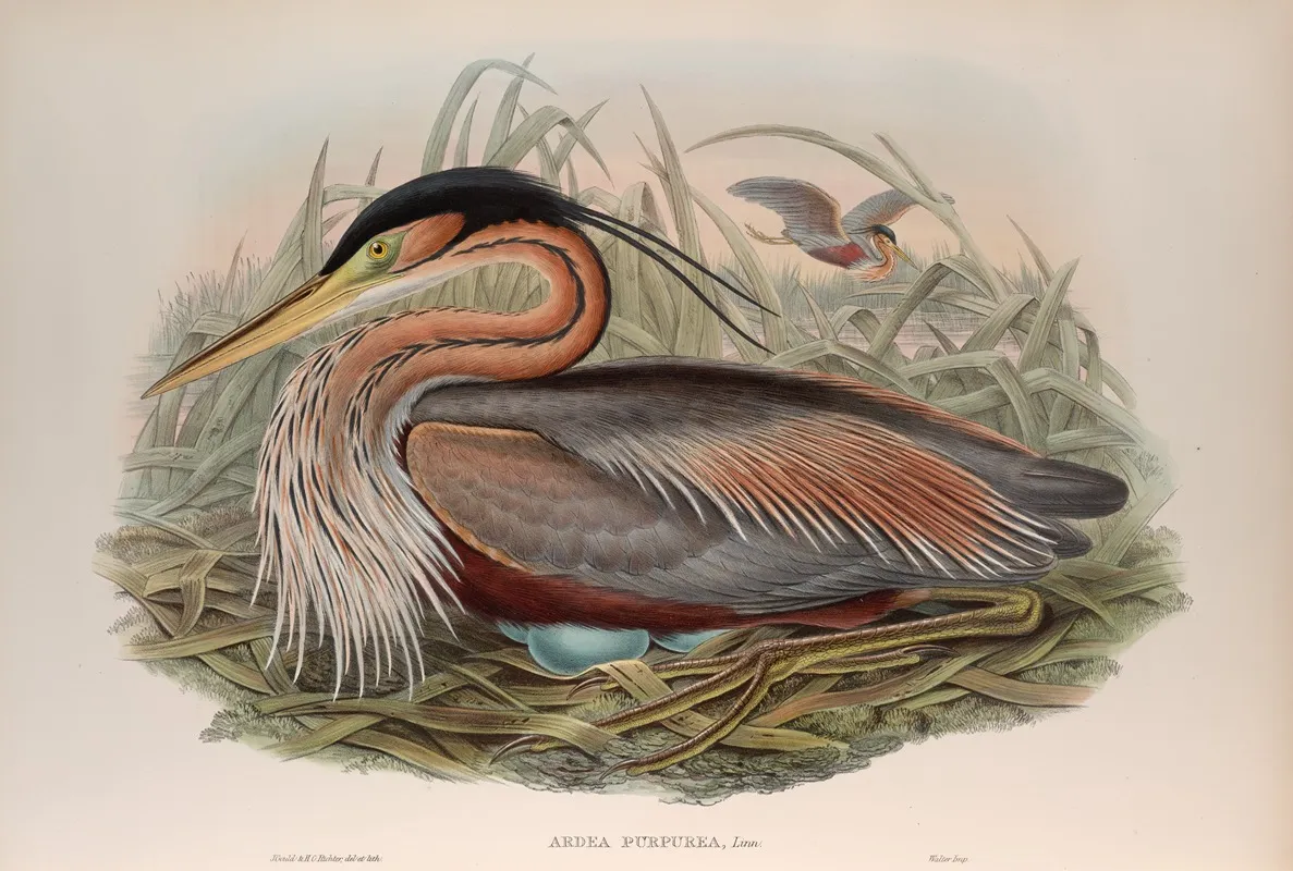 Adrea Purpurea Purple Heron Wall Art by John Gould - High-Resolution Digital Print