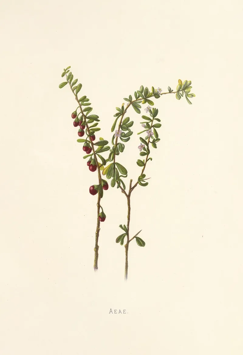 Aeae Wall Art by Isabella McHutcheson Sinclair - High-Resolution Digital Print