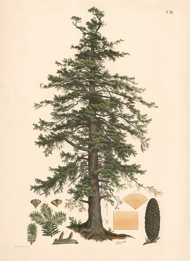 Aedelgran