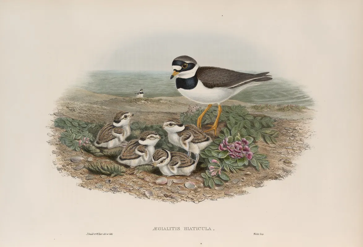 Aegialitis Hiaticula Ringed Plover Wall Art by John Gould - High-Resolution Digital Print