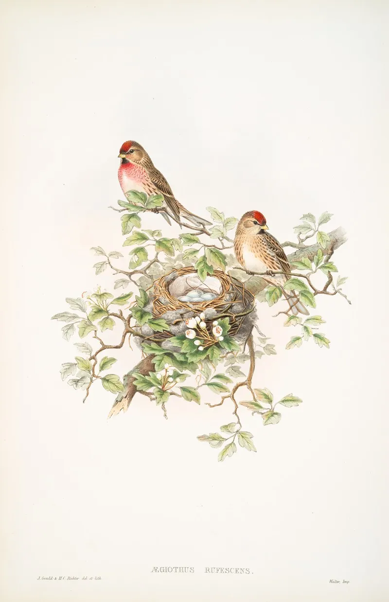Aegiothus Rufescens Lesser Redpole Wall Art by John Gould - High-Resolution Digital Print