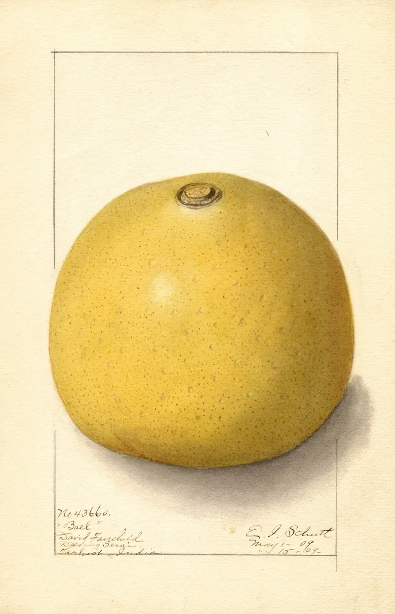 Aegle Marmelos 2 Wall Art by Ellen Isham Schutt - High-Resolution Digital Print