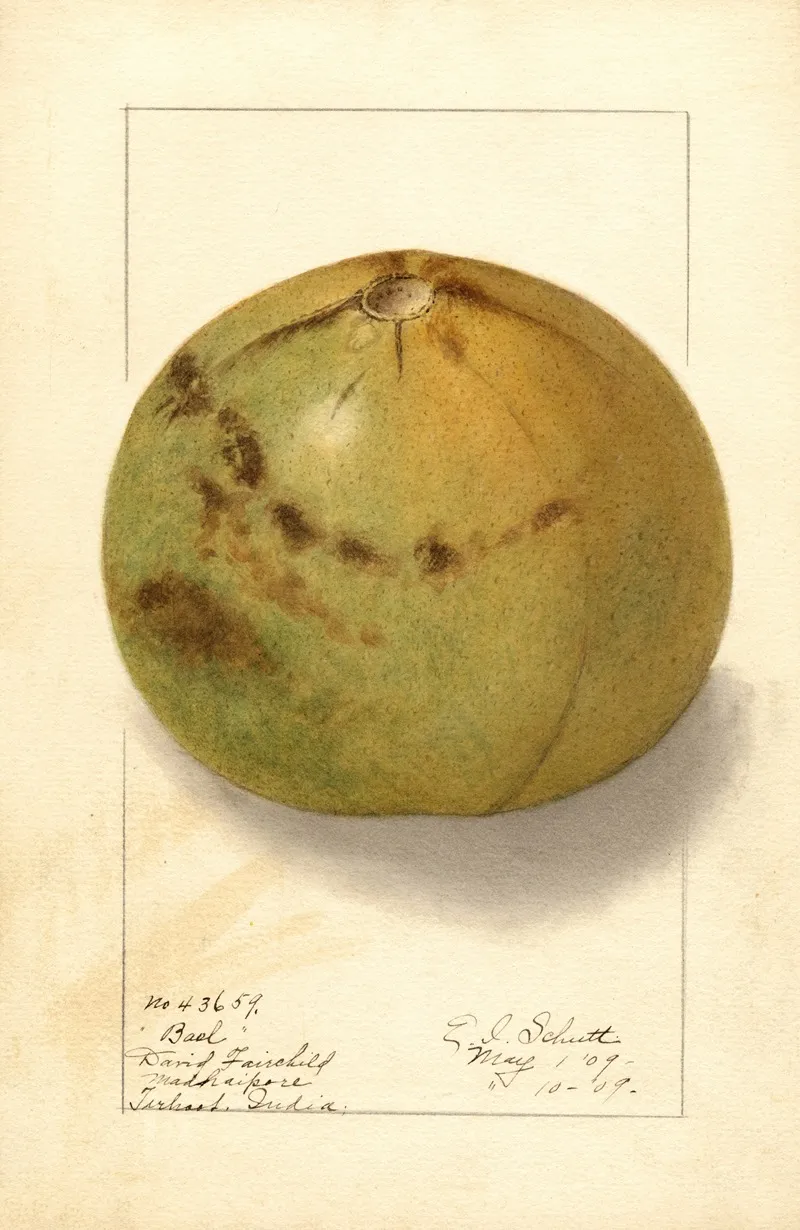 Aegle Marmelos 3 Wall Art by Ellen Isham Schutt - High-Resolution Digital Print