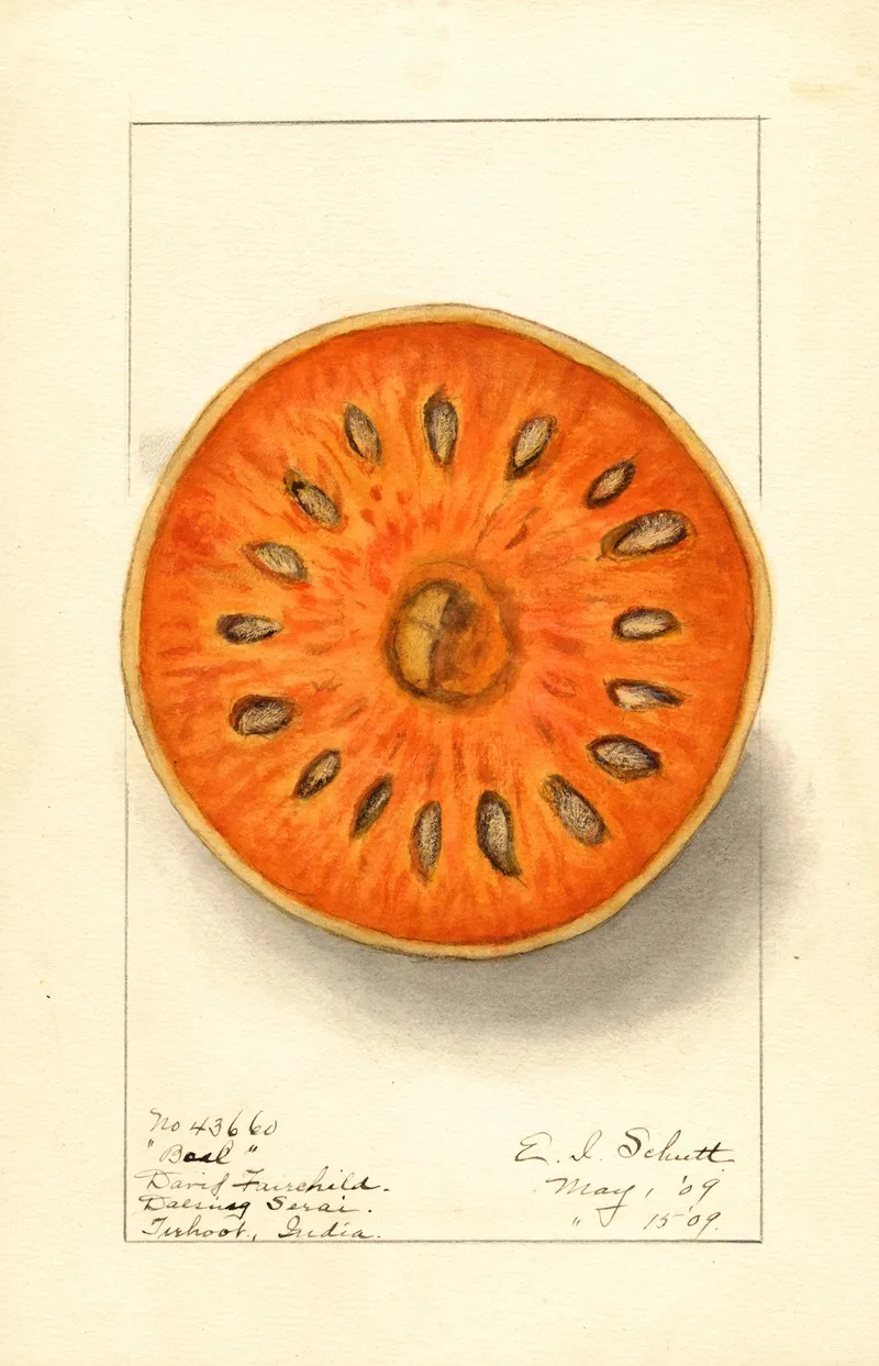 Aegle Marmelos 4 Wall Art by Ellen Isham Schutt - High-Resolution Digital Print
